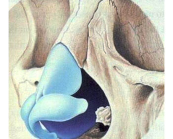 Anatomia do nariz