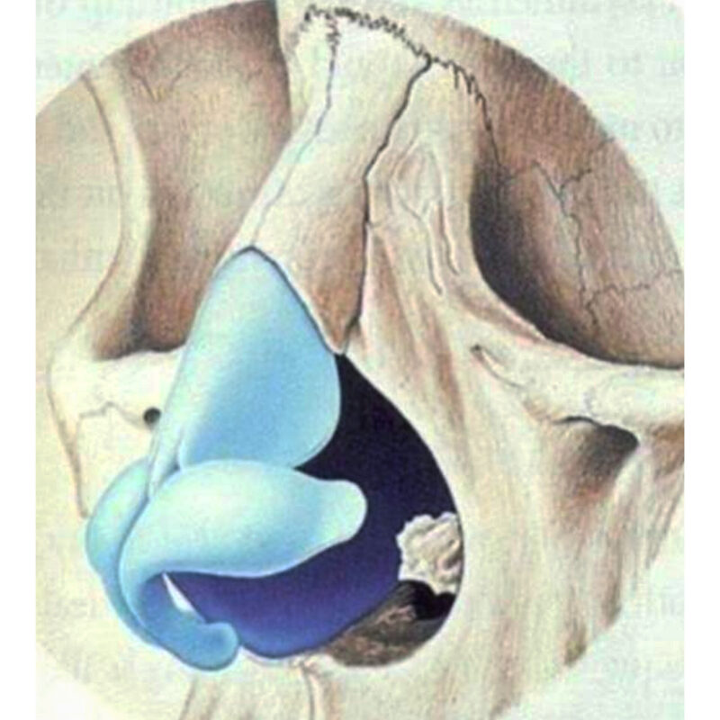 Anatomia do nariz
